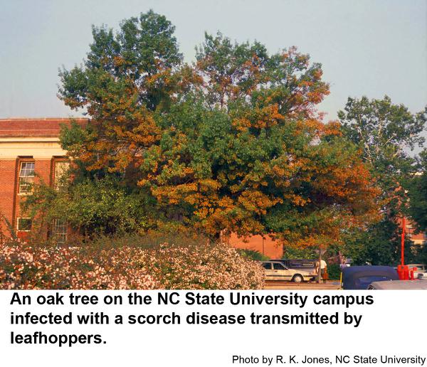 scorch disease on oak